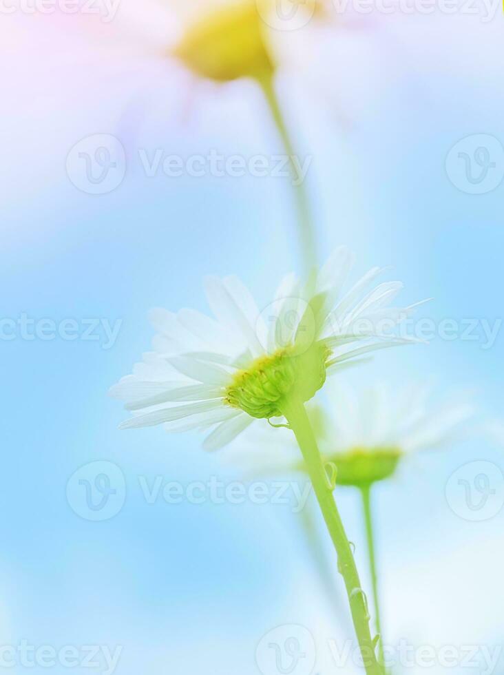 Gentle daisy flowers photo