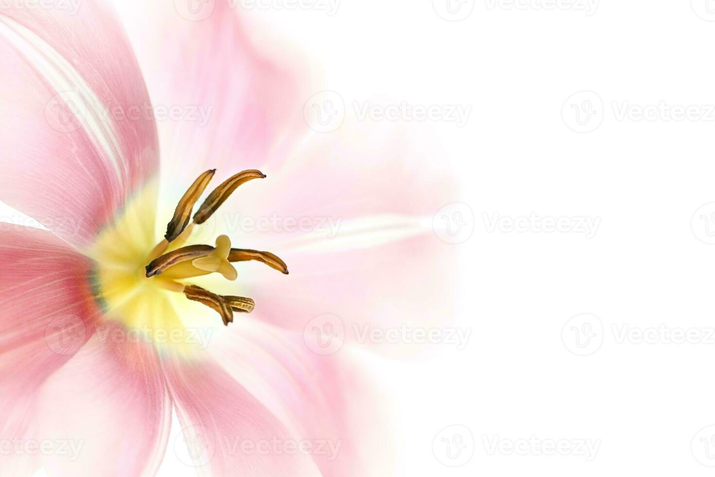 Beautiful pink flower over white photo