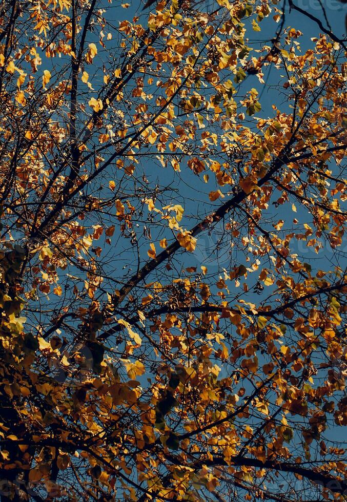 Beautiful golden tree foliage background photo