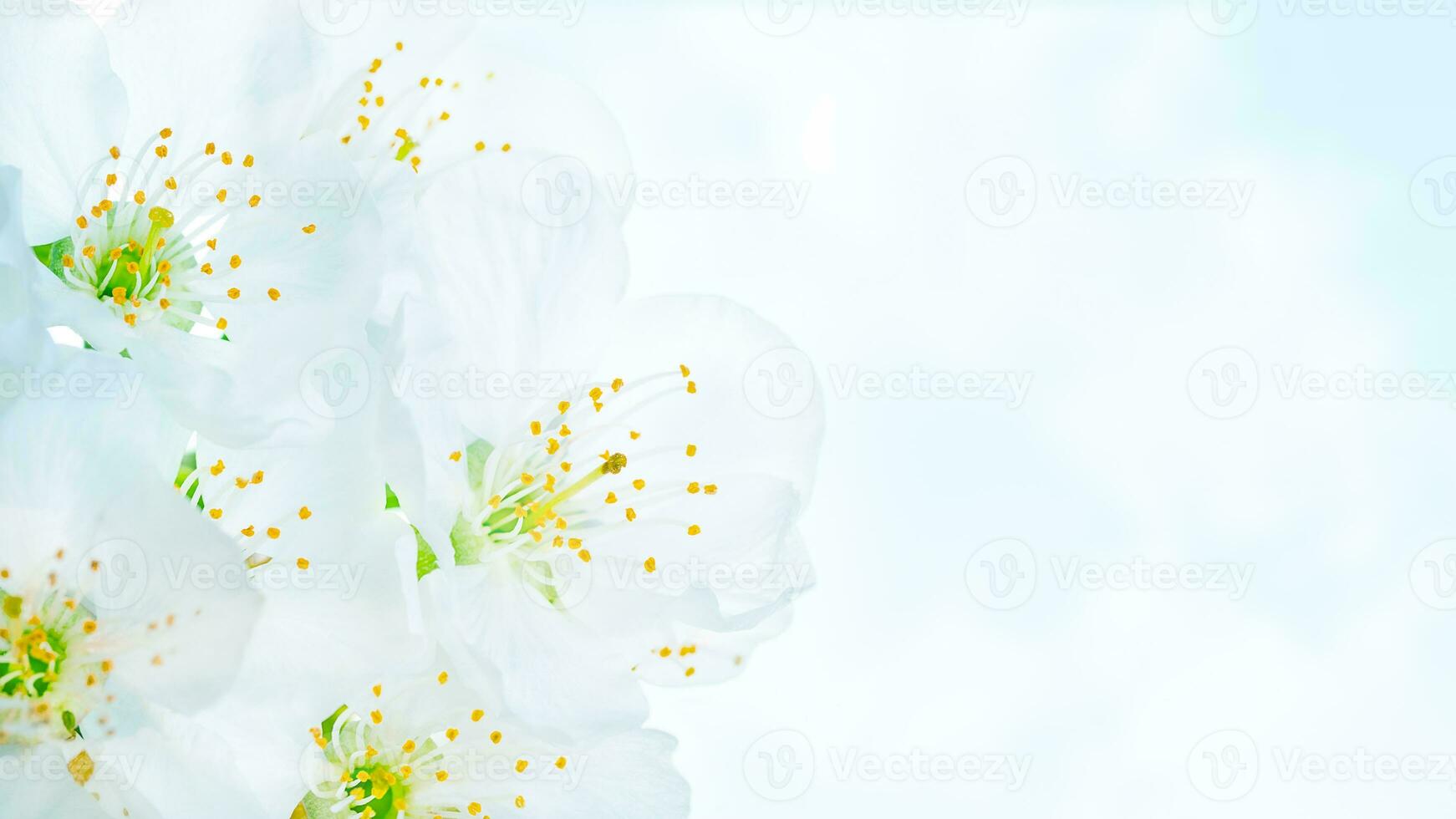 Beautiful blooming spring flowers photo