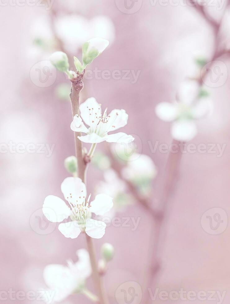 Cherry tree blossom photo