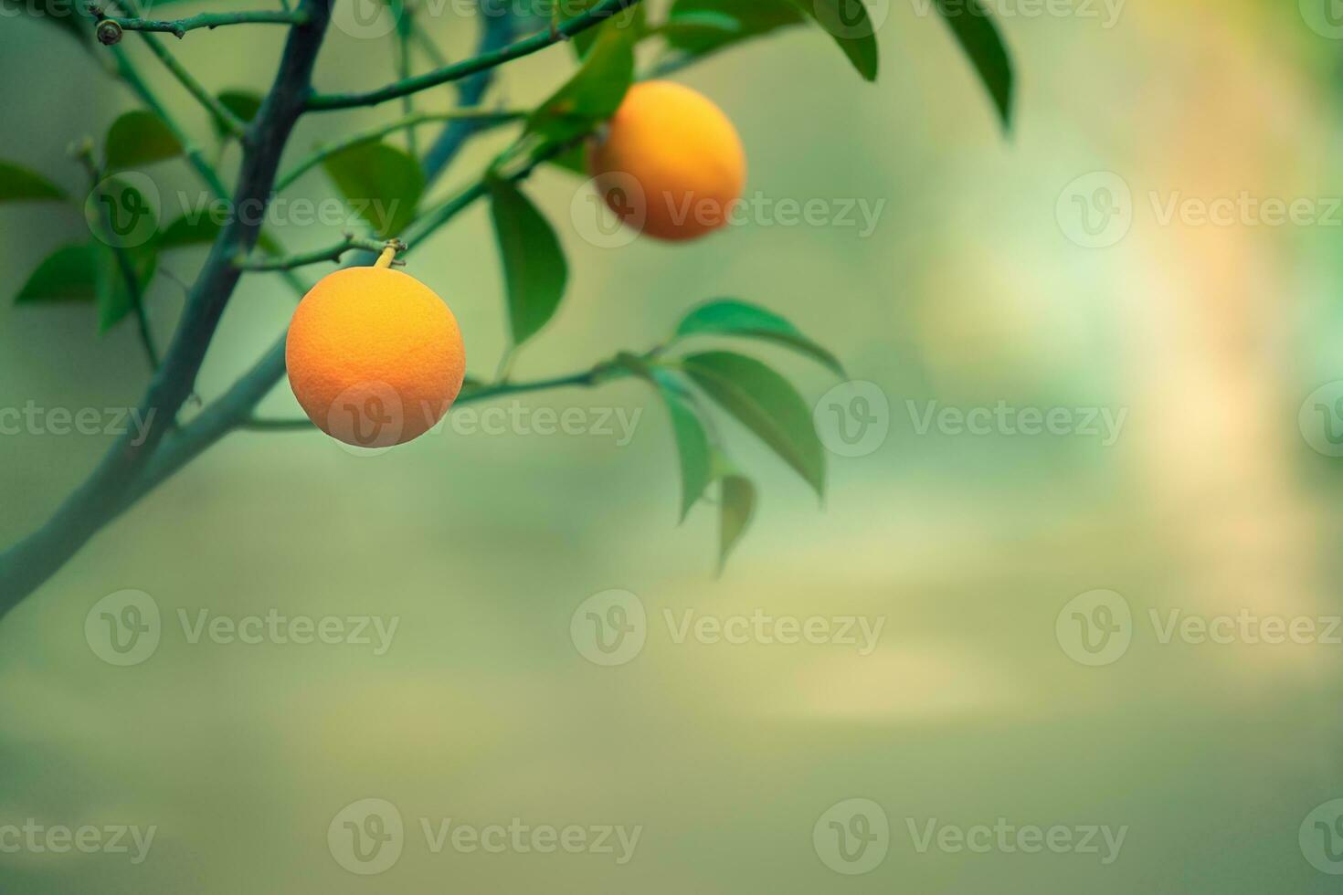 Orange tree branch photo