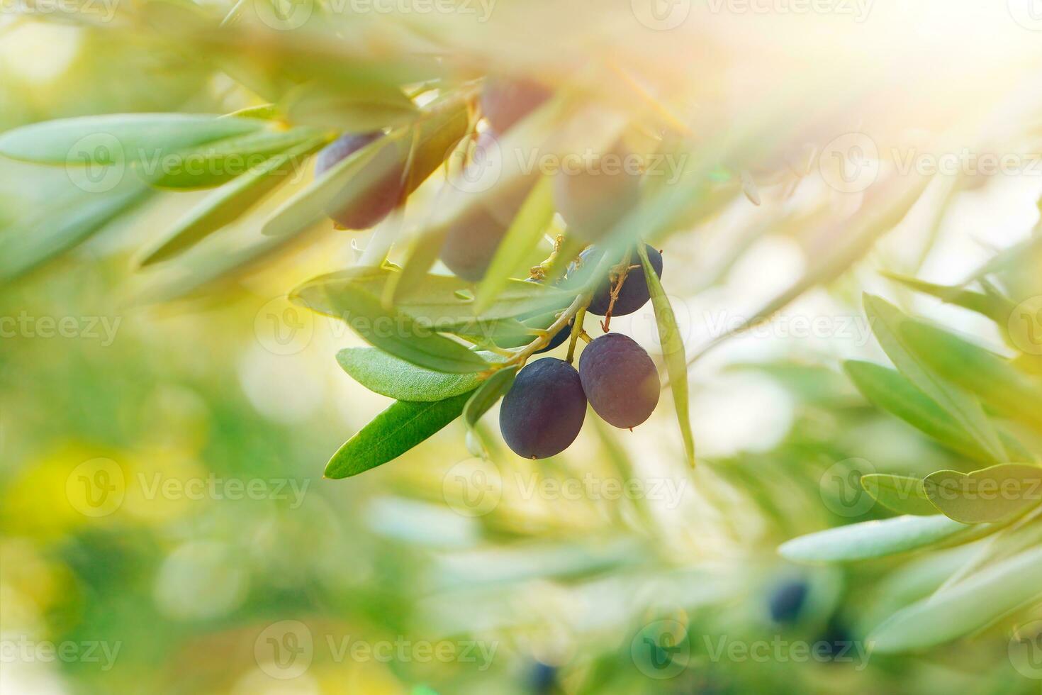 aceituna árbol antecedentes foto