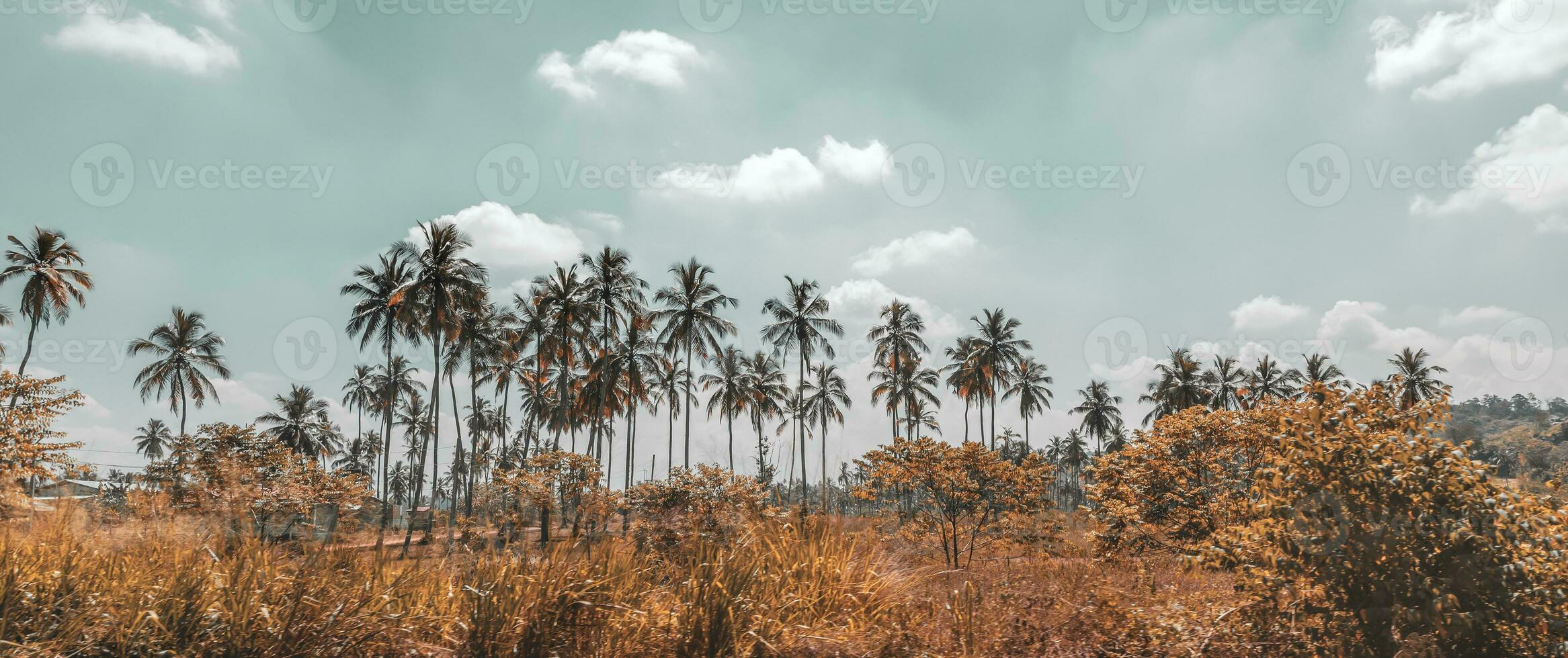 Palm trees plantation photo