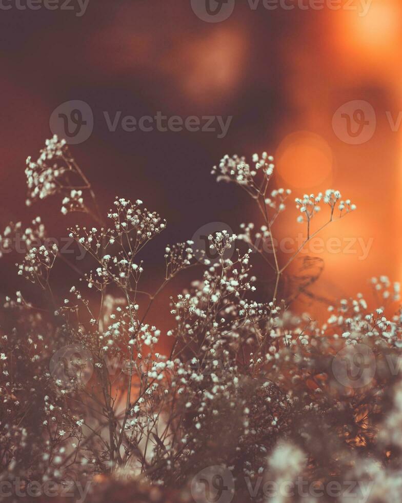 Little gentle white flowers photo