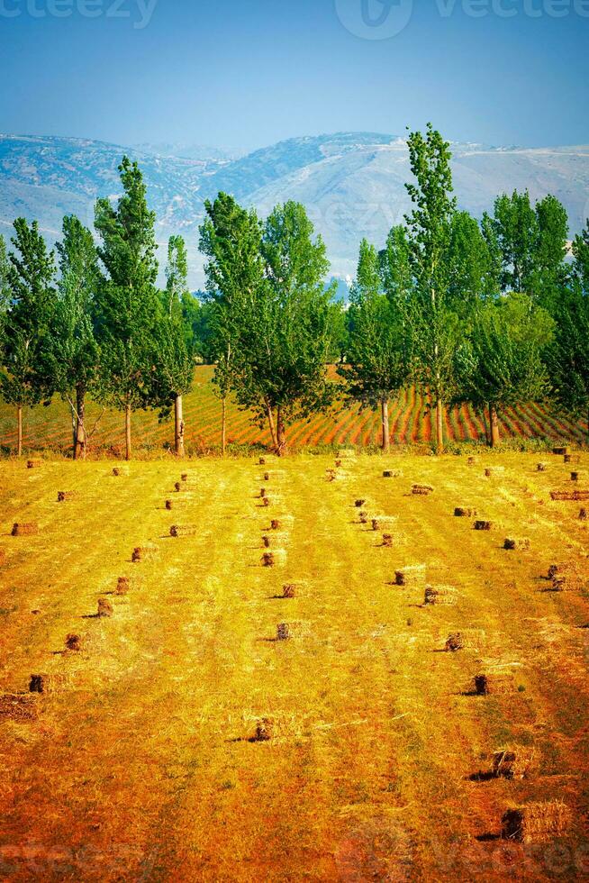 Many haycocks on golden dry field photo