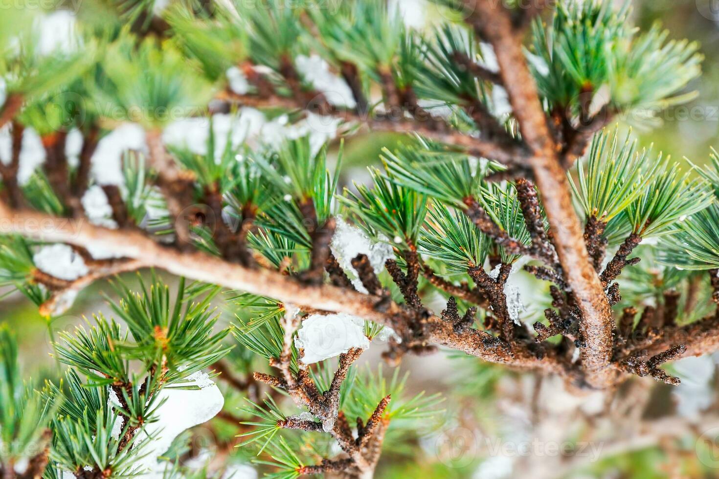 Cedar tree background photo