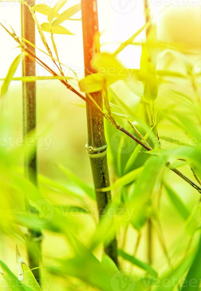 Fresh bamboo background photo
