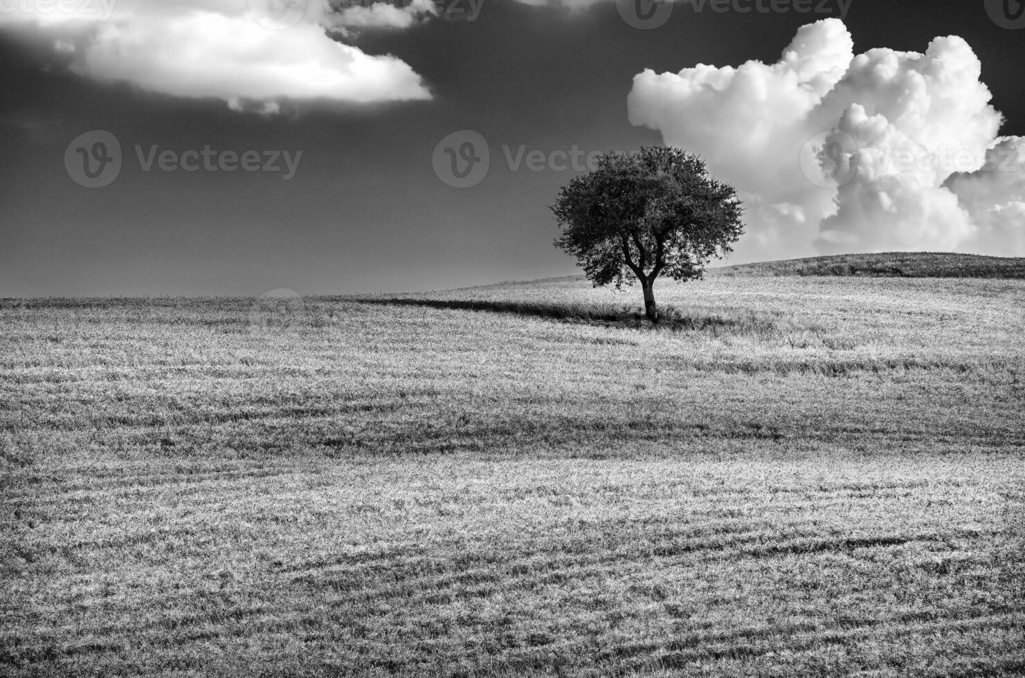 Lonely tree in the field photo