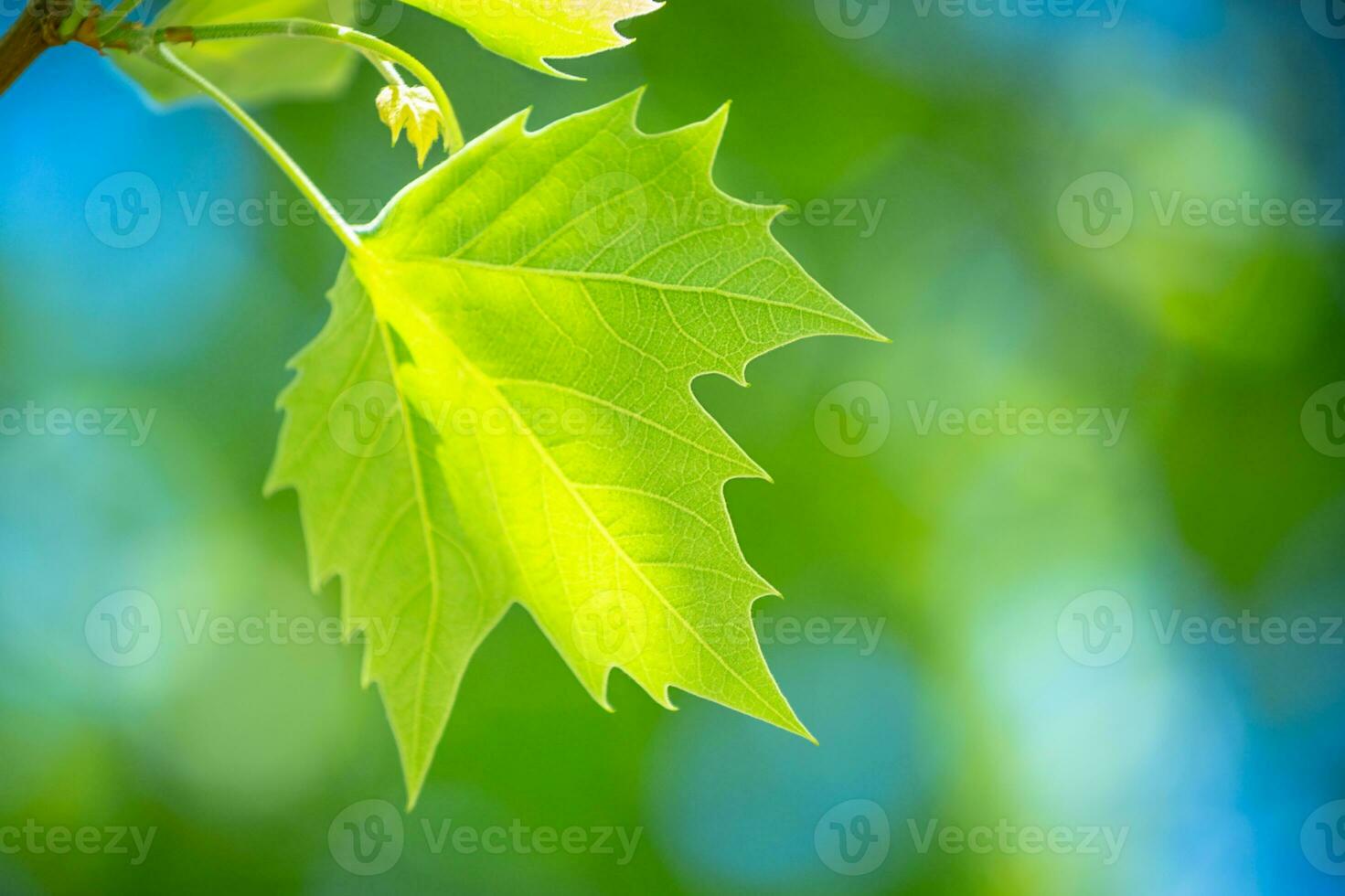 Fresh green maple leaf photo