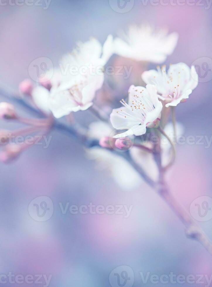 floreciente de japonés sakura jardín foto