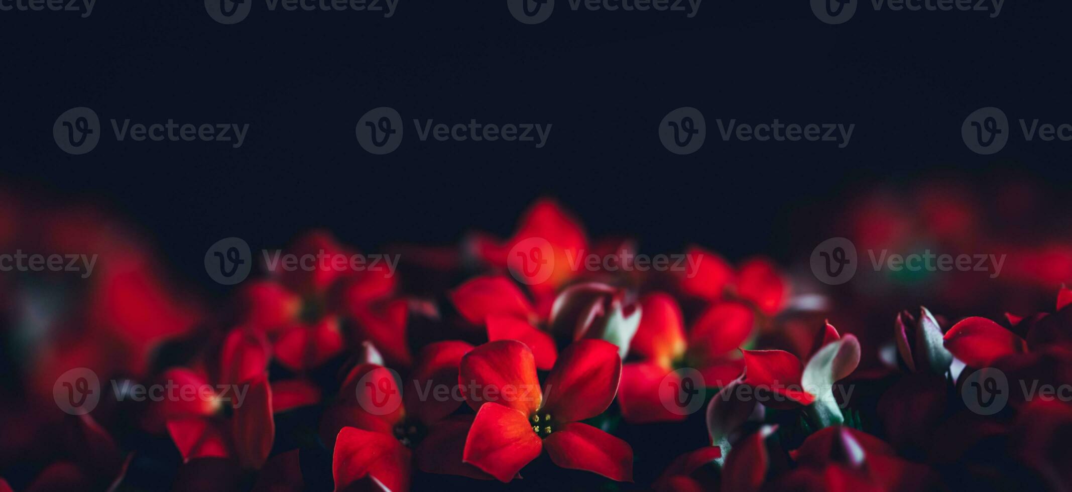 Red flowers panoramic border photo