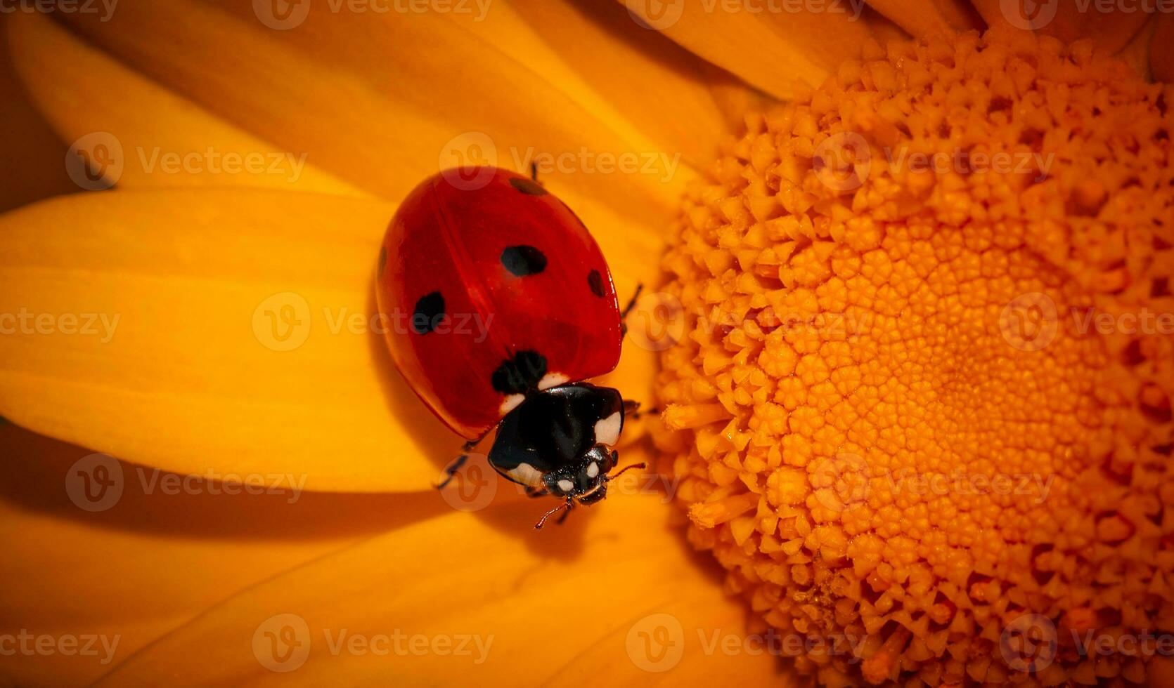 Tiny ladybird on yellow flower photo