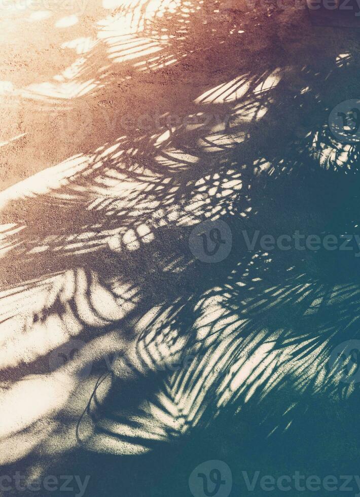Vintage palm tropical background photo