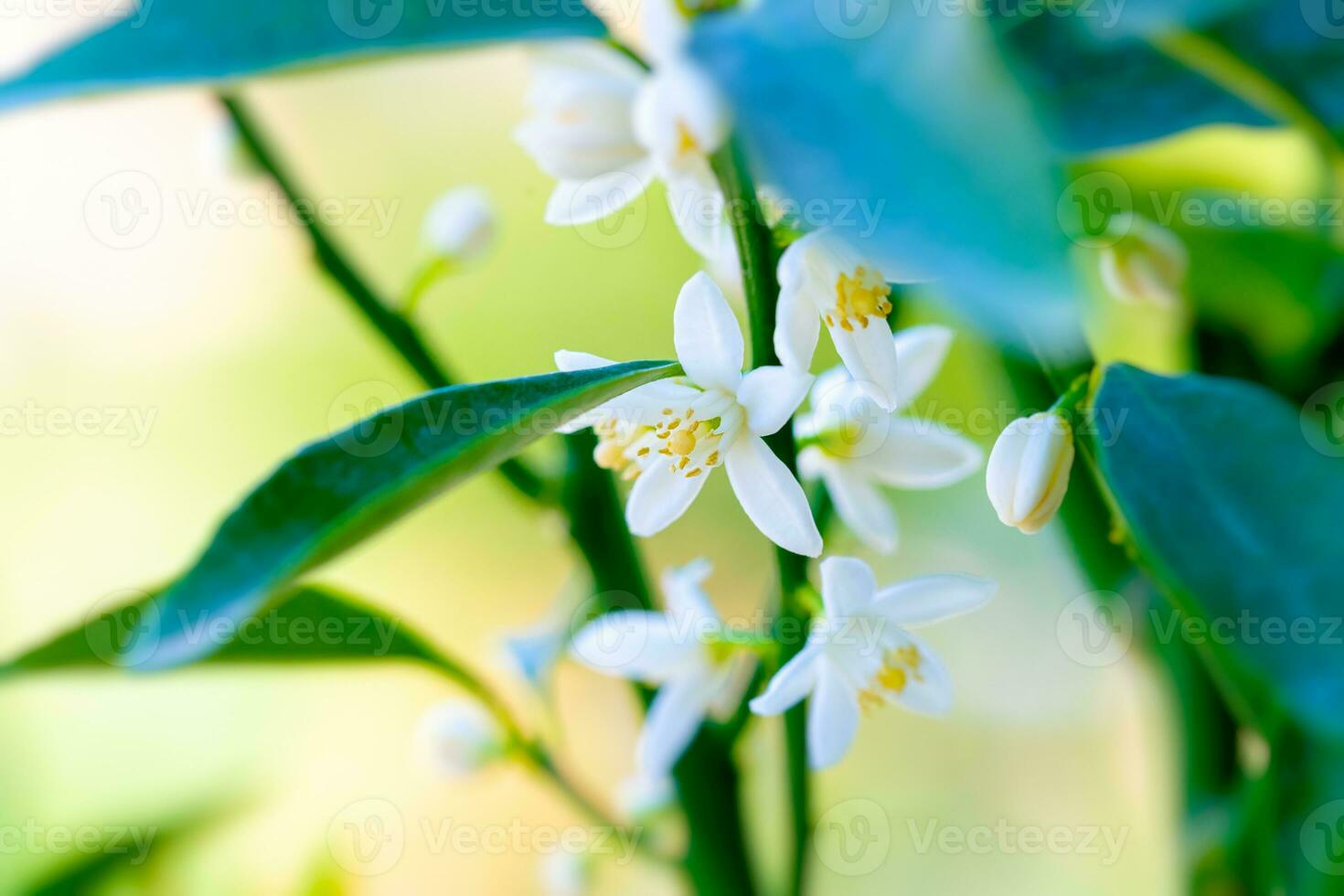 Mandarin blooming tree photo