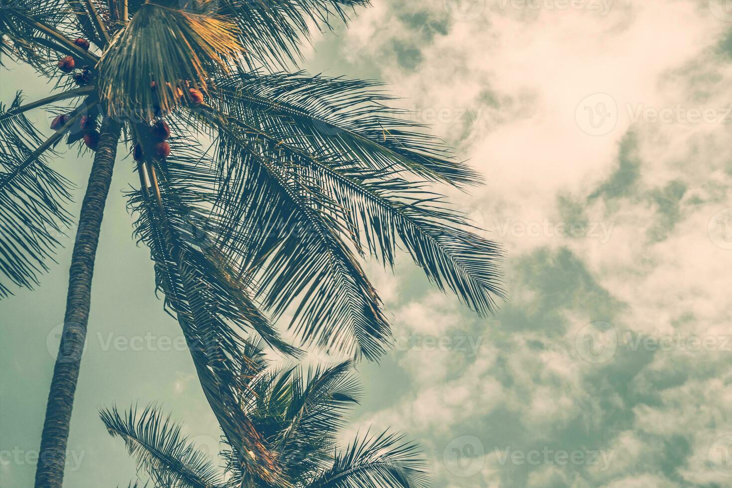 Palm tree in vintage style photo