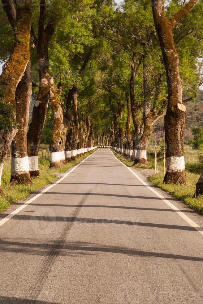 Road of green trees during spring time in the Portugal photo