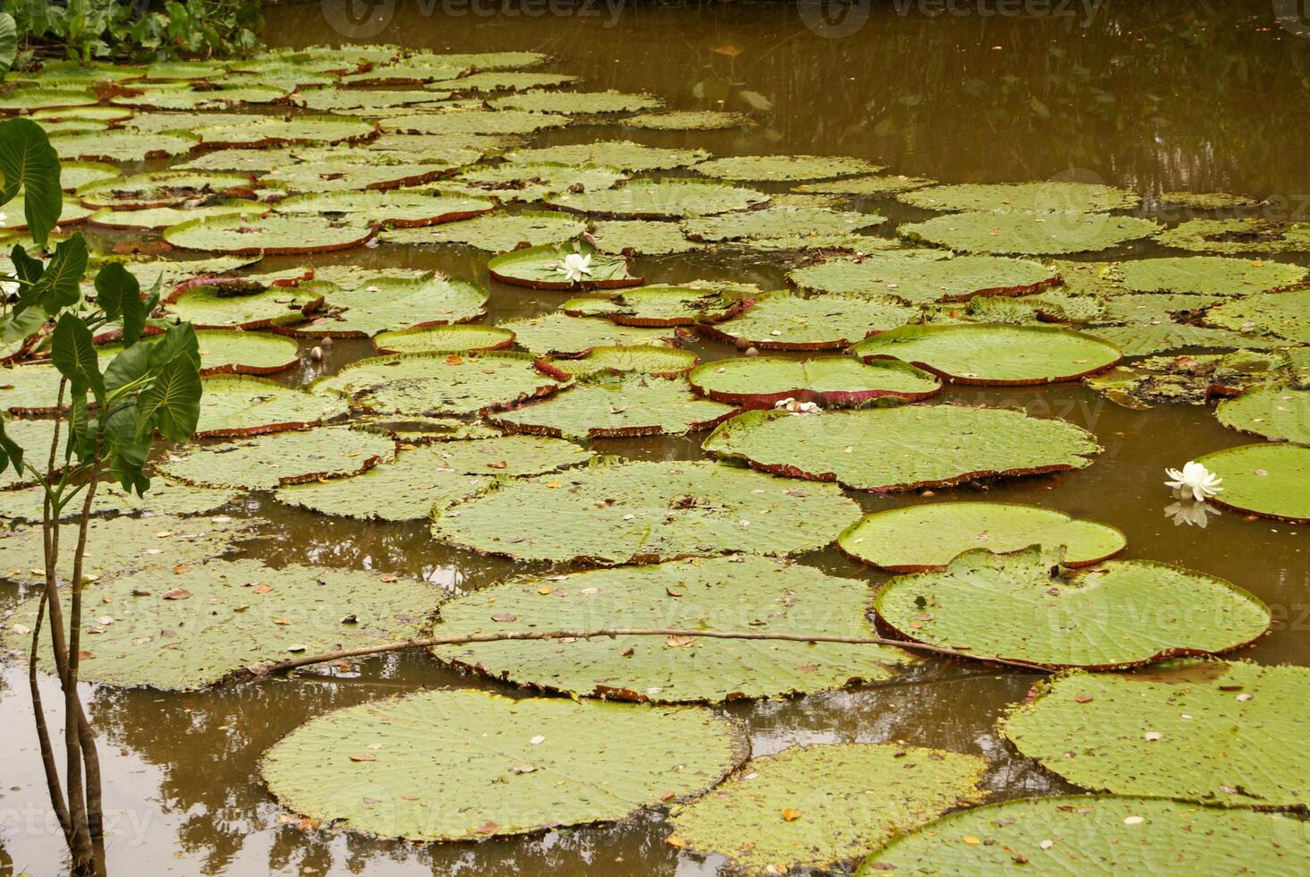 gigante agua lirio victoria amazonica a primero noche floración. el segundo noche eso vueltas rosado. foto