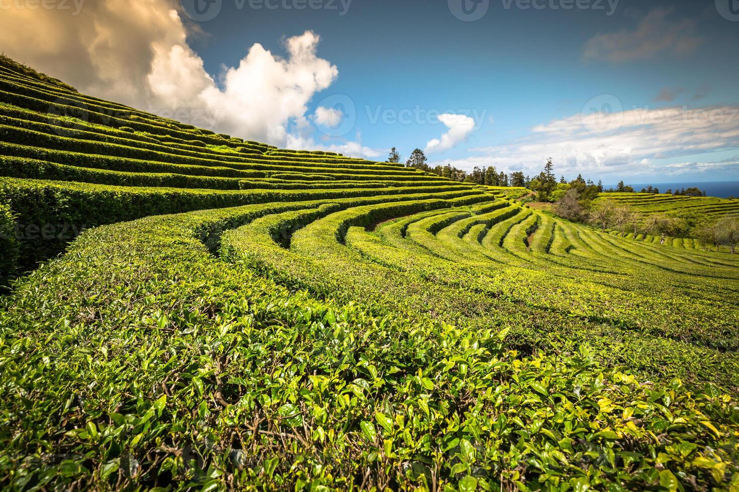 Tea plantation in Porto Formoso. Amazing landscape of outstanding natural beauty. Azores, Portugal Europe. photo