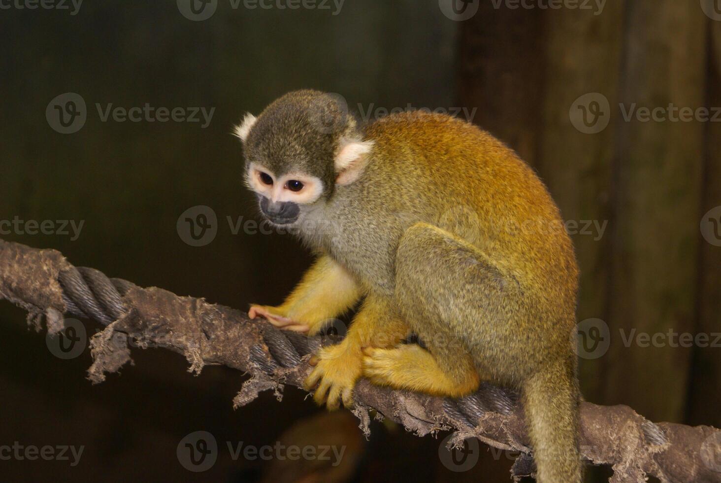 un pequeño mono sentado en un cuerda a el zoo foto