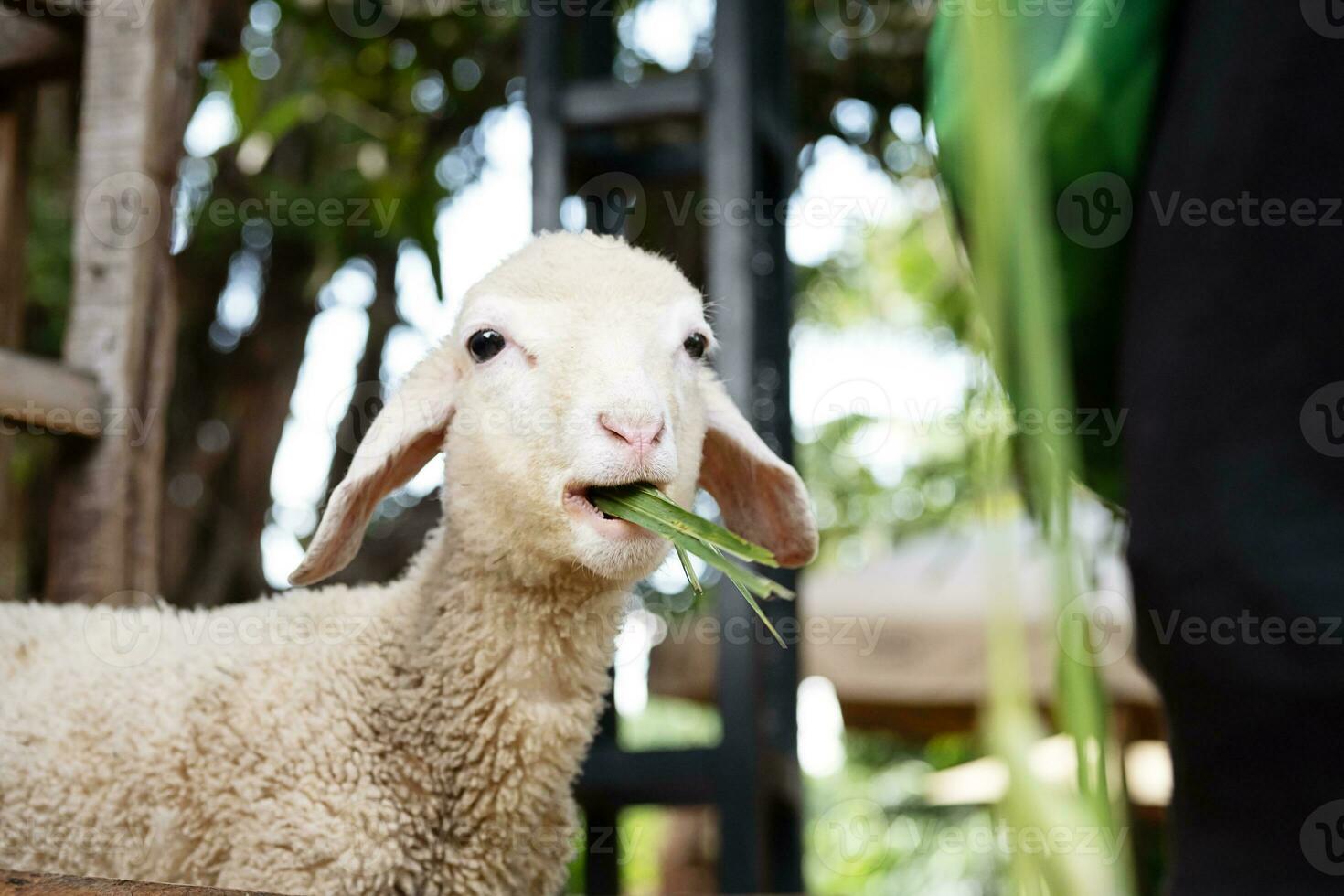 Funny lamb at petting zoo. photo