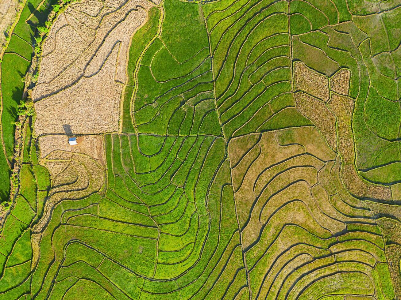 Drone view of terraced rice fields in Vietnam. photo