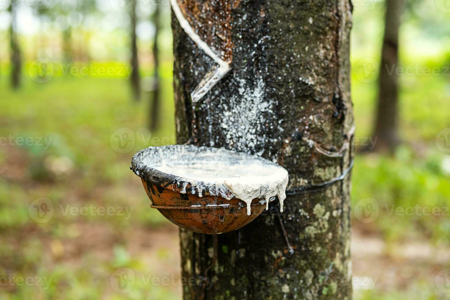 Tapping latex from rubber tree to the bowl. photo