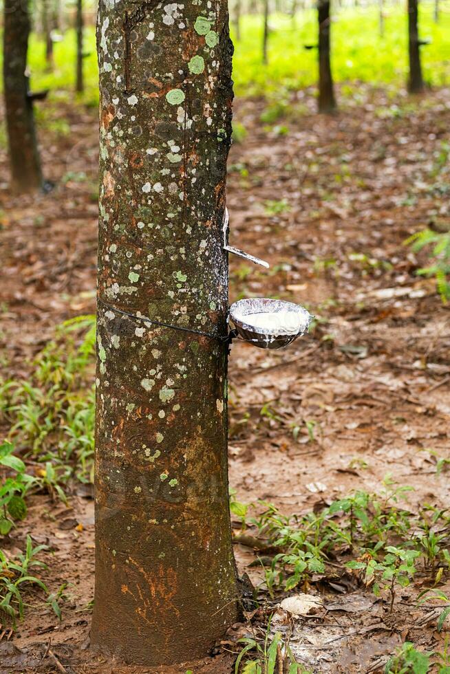Natural latex extracted from rubber tree in plantation forest. photo