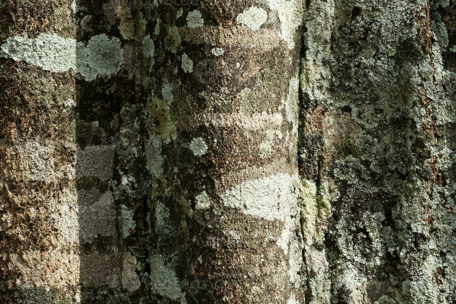 Bark on old tropical tree in rainforest. photo