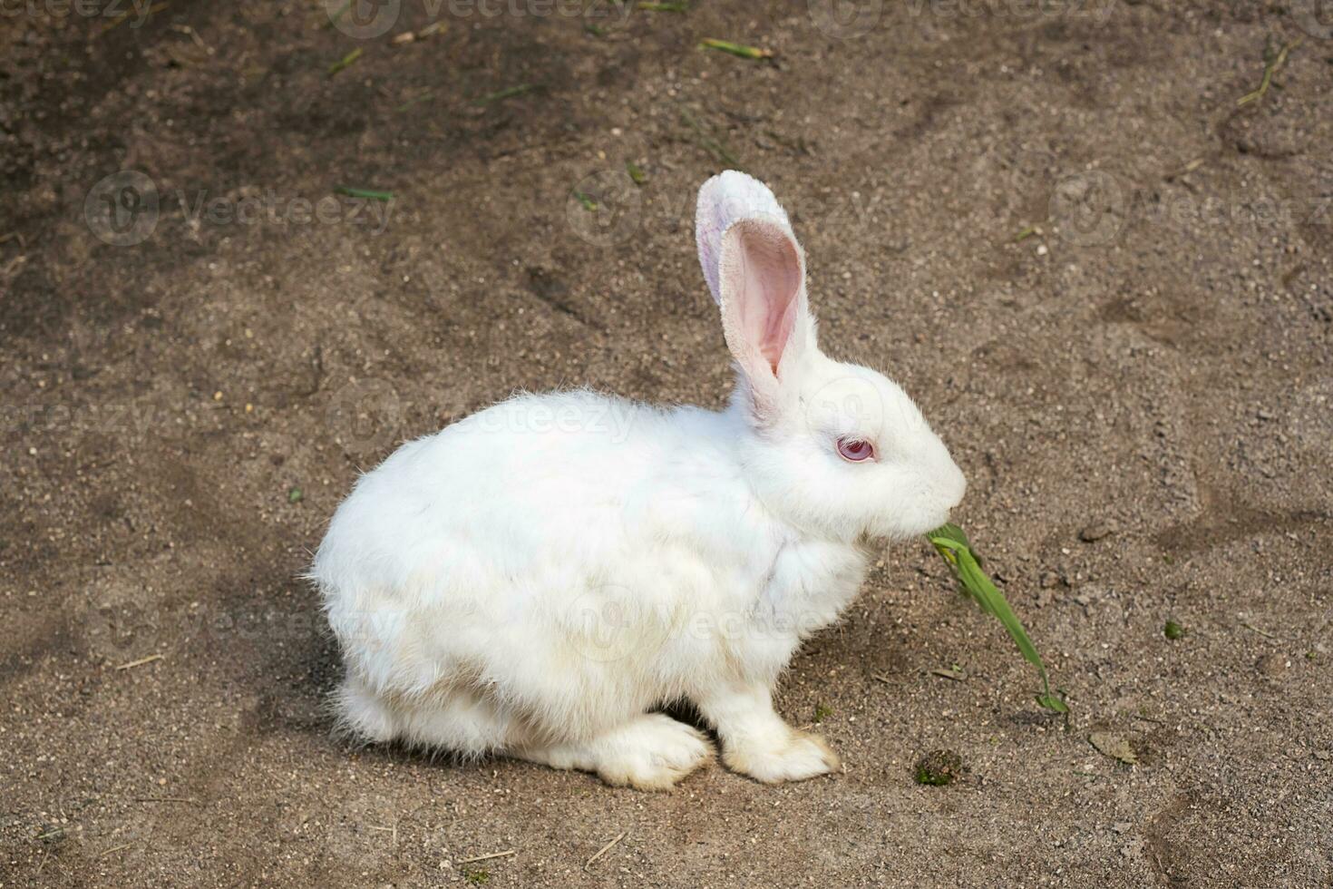 Portrait of white rabbit at petting zoo. photo