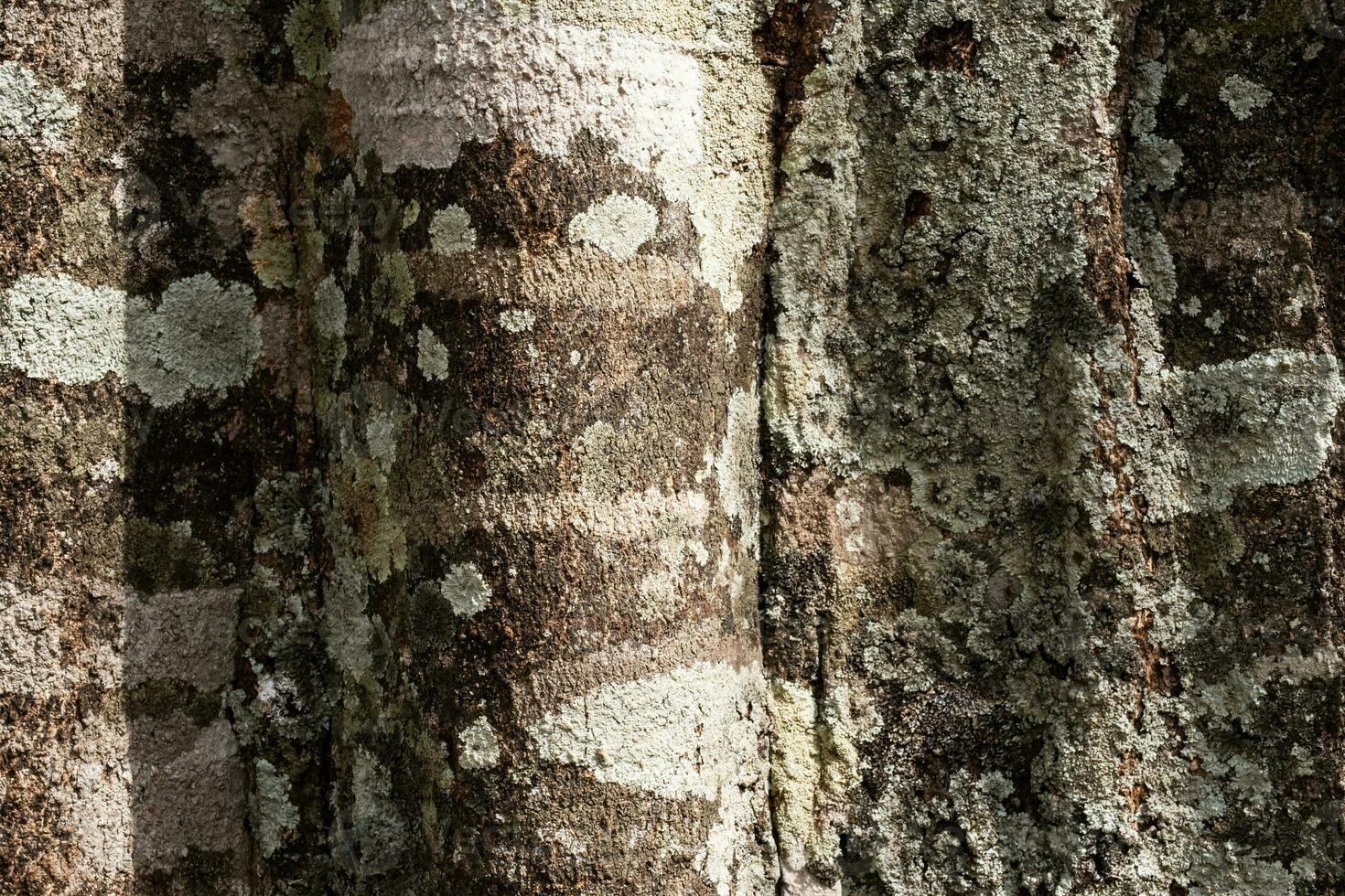 Bark on old tropical tree in rainforest. photo