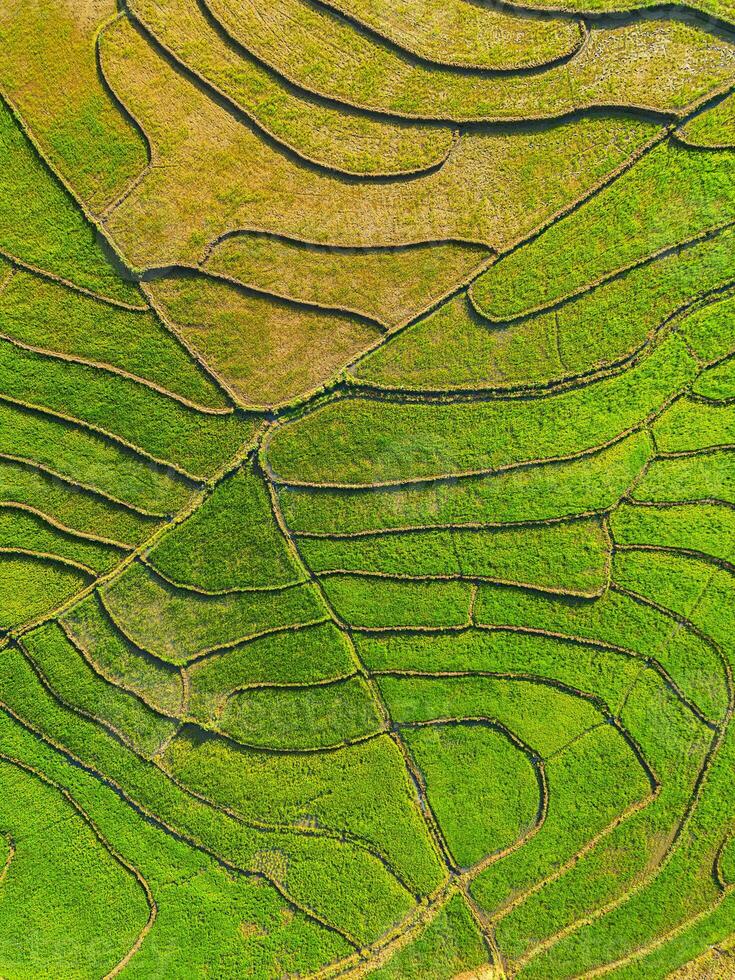 Drone view of terraced rice fields in Vietnam. photo