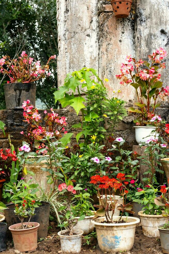 Many potted plants in garden. photo