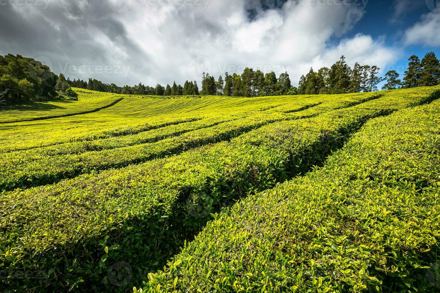 Portugal Azores Islands Sao Miguel tea plantation photo