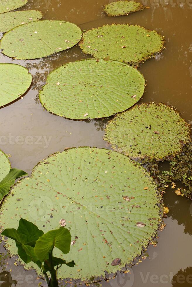 gigante agua lirio victoria amazonica a primero noche floración. el segundo noche eso vueltas rosado. foto