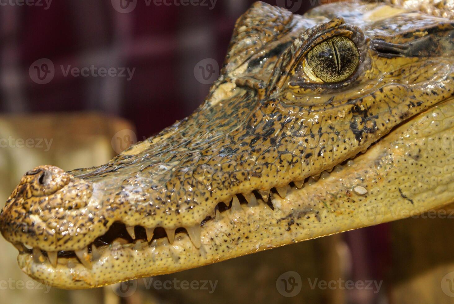 enano caimán paleosuchus trigonatus en selva, en Perú foto