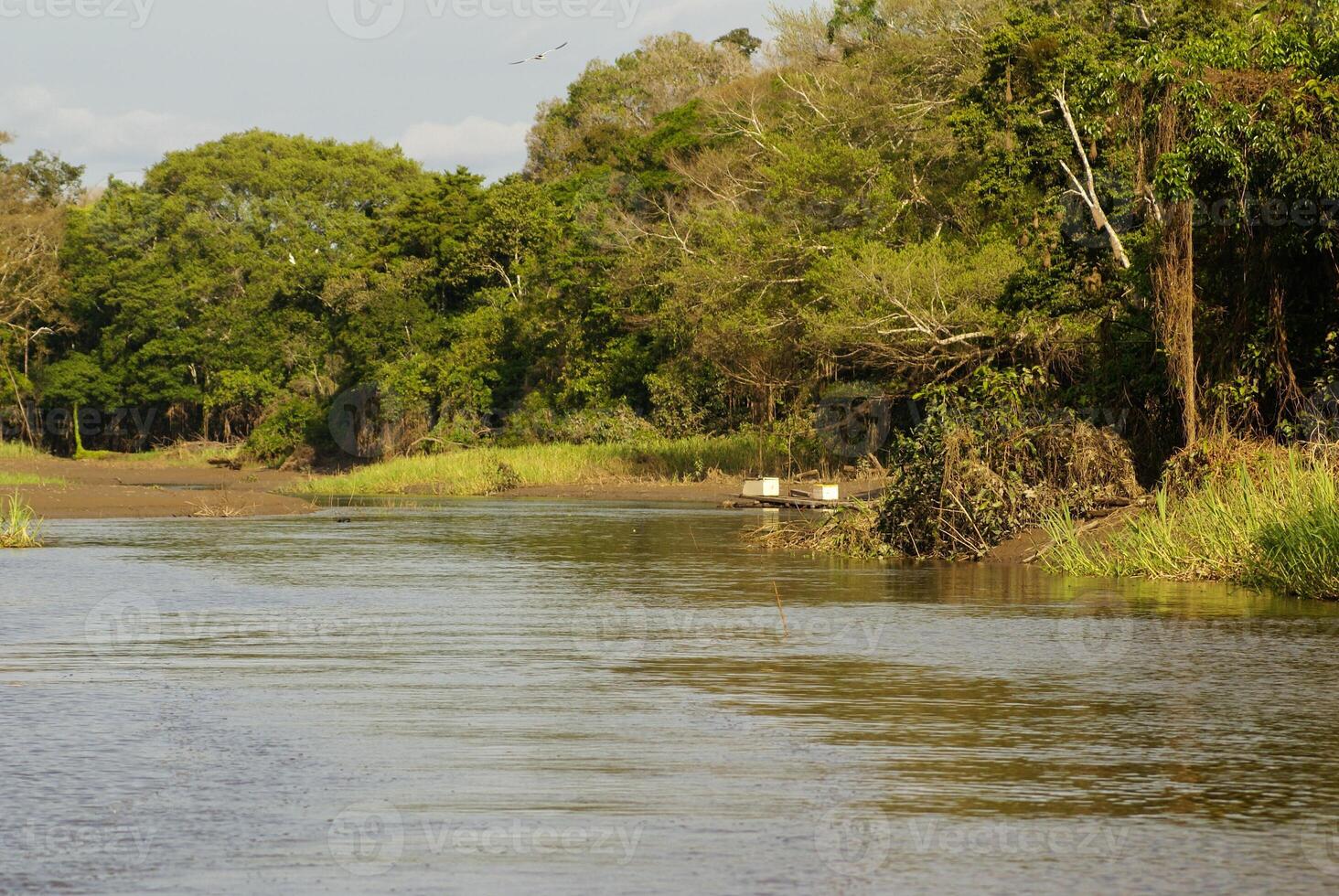 un río y hermosa arboles en un selva Perú foto