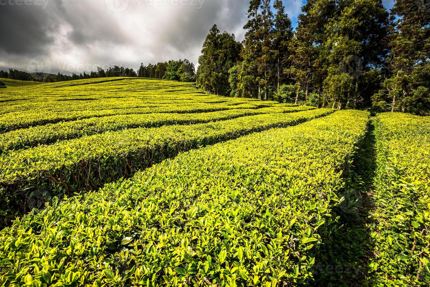 Portugal azores islas sao miguel té plantación foto