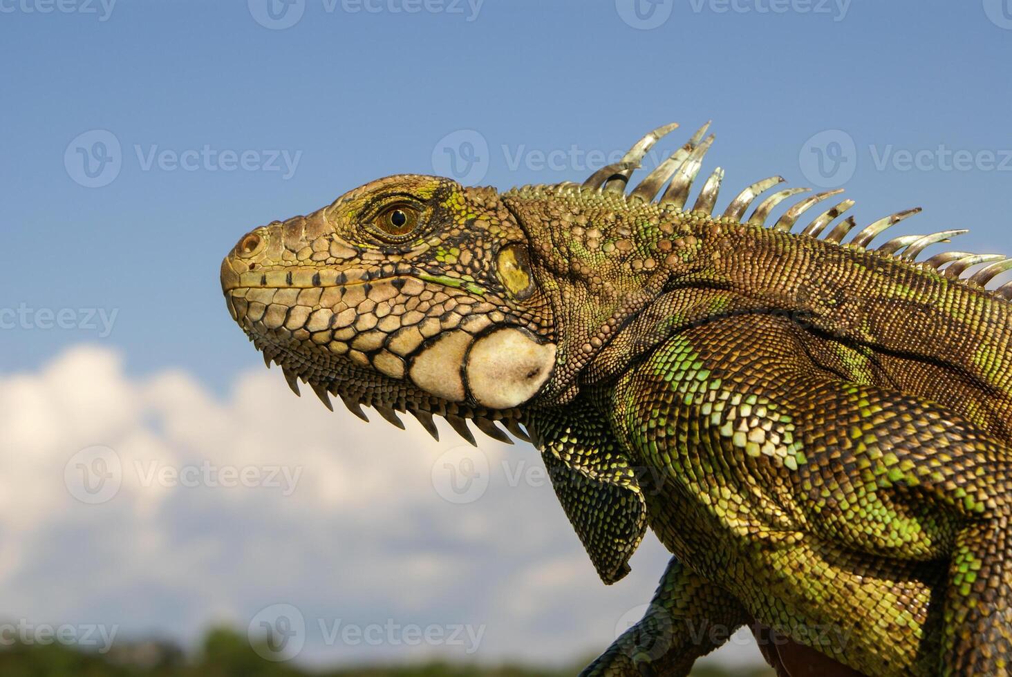 Iguana  Amazon Peru photo