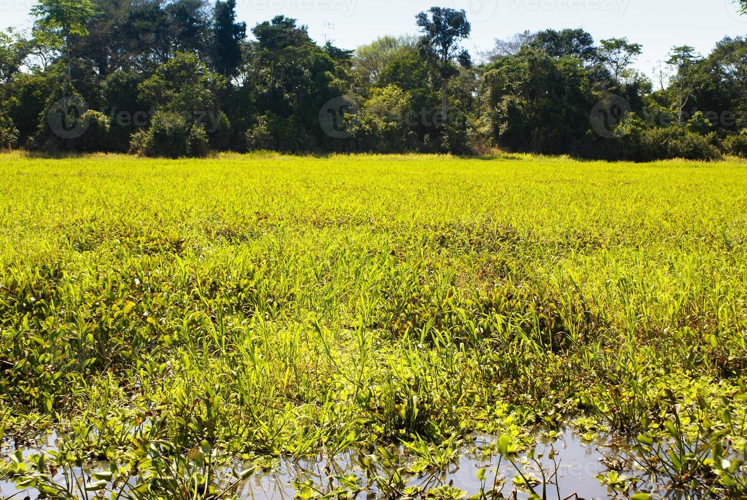 A river and beautiful trees in a rainforest Peru photo