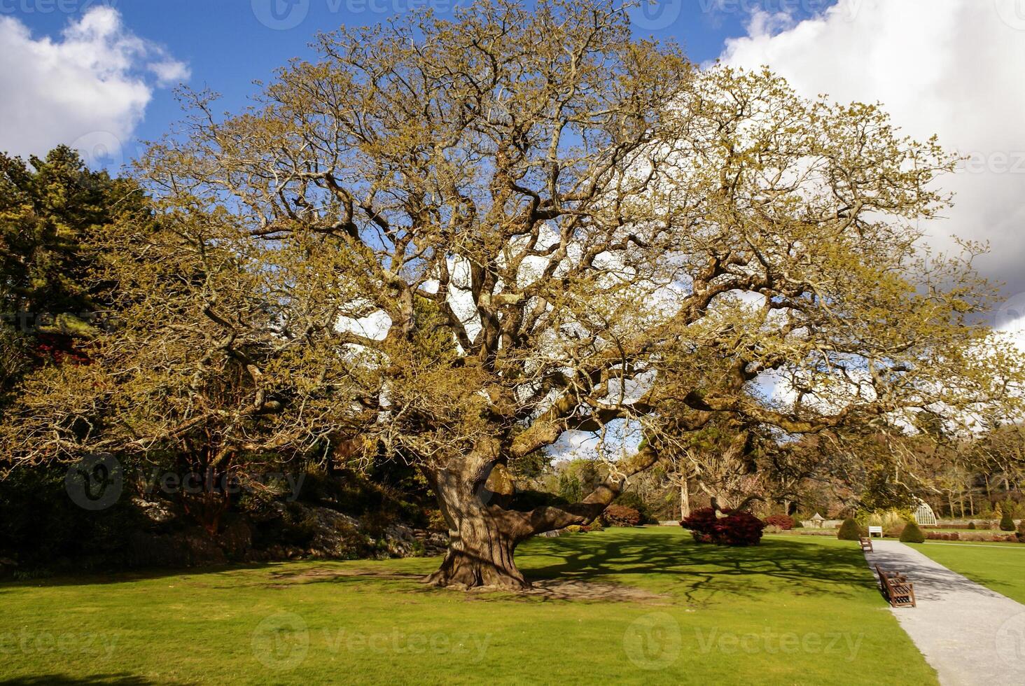 Gardens Muckross Killarney National Park, Ireland photo