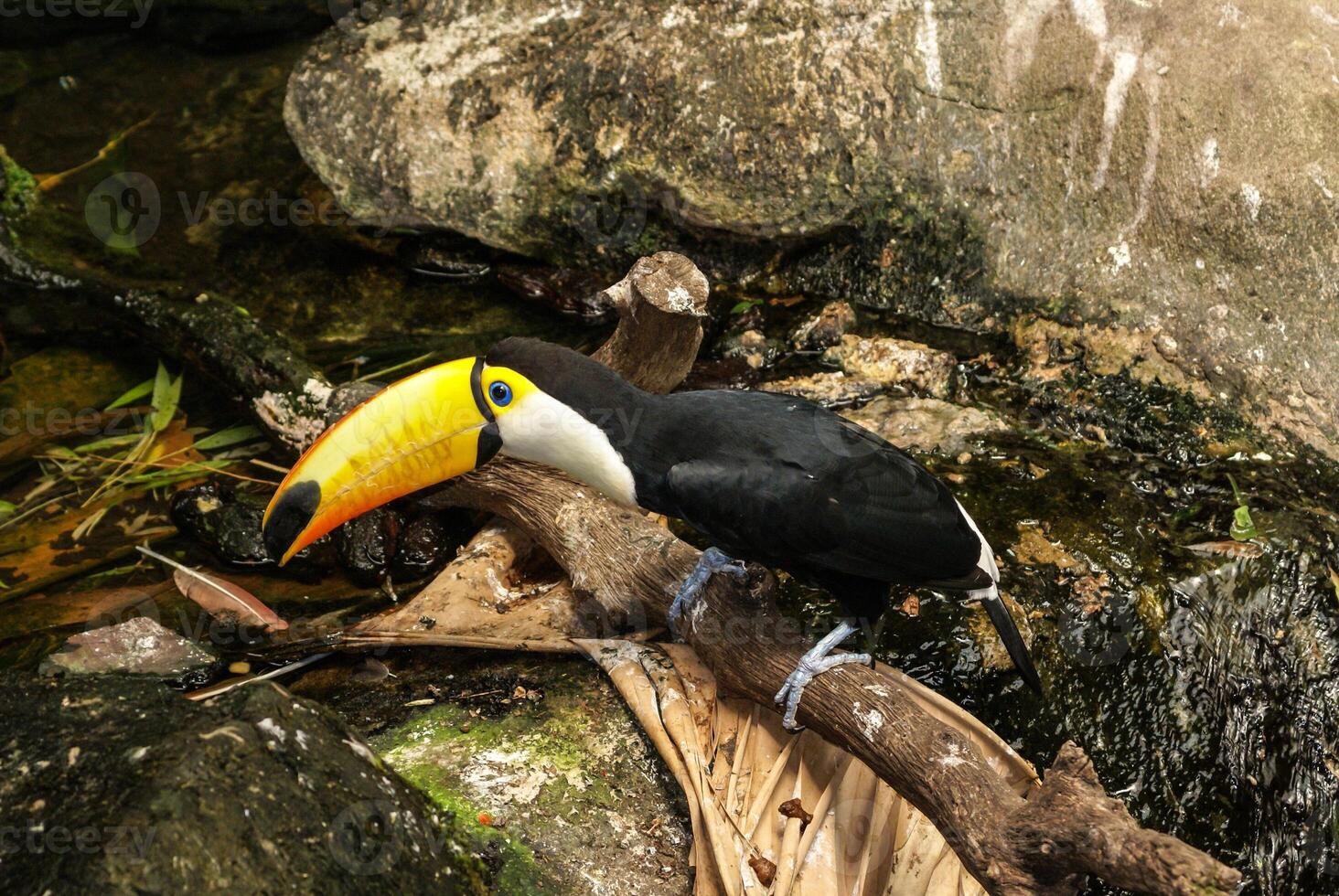 Colorful tucan in the aviary photo