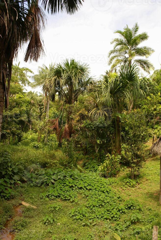 árbol de la selva amazónica foto