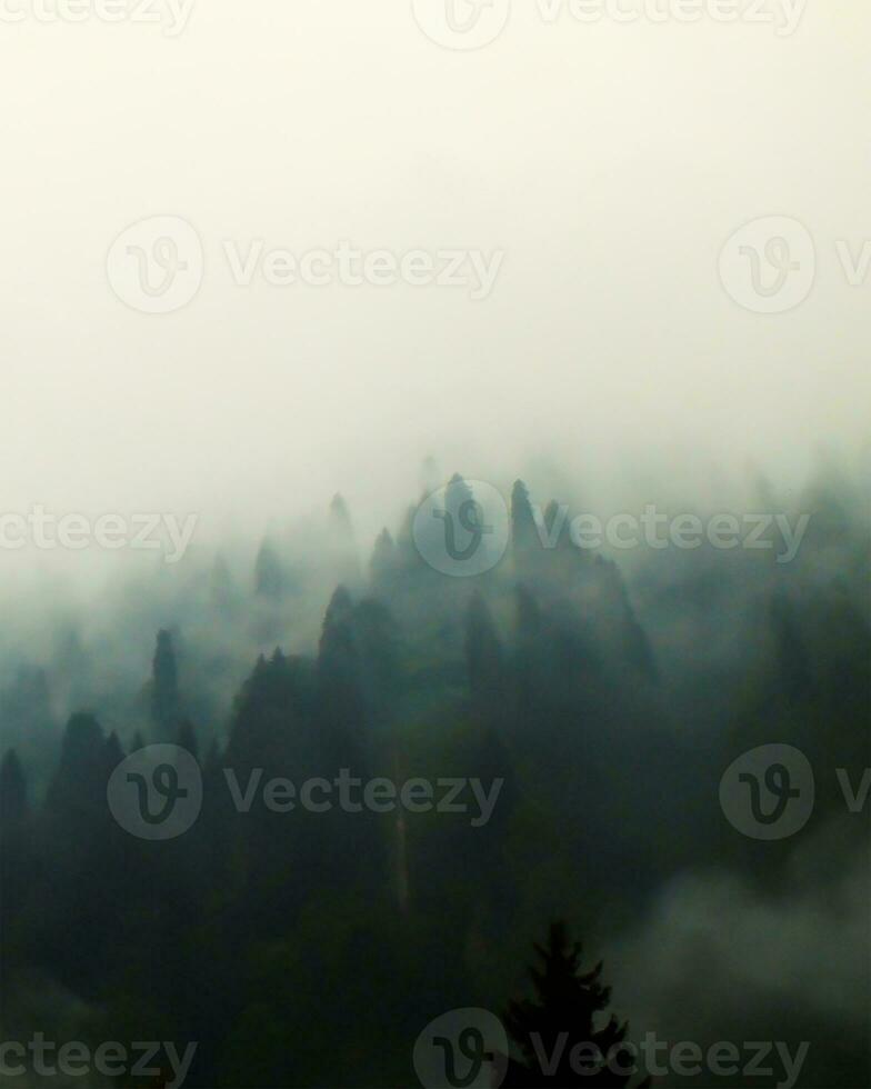 A mysterious foggy forest on a mountain with tall pine trees, Misty landscape with fir forest in vintage retro style. Selective focus, noise effect included, overexposed effect. photo
