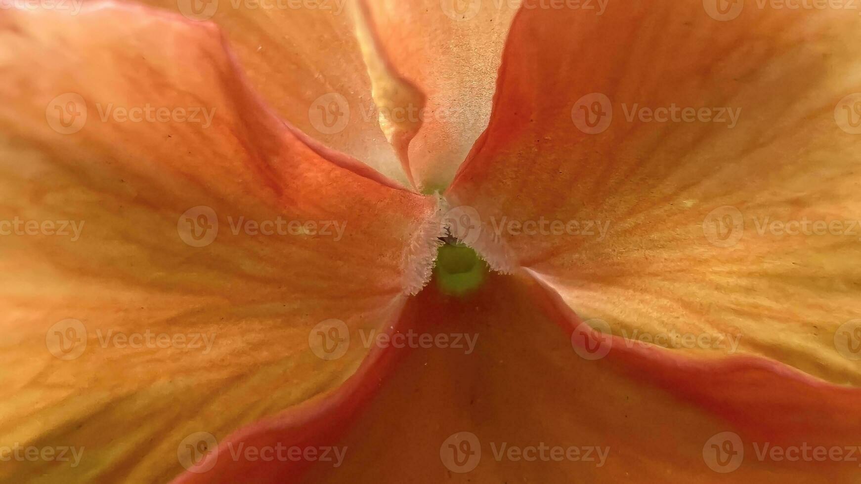 Close up of orange flower blooming in park. photo