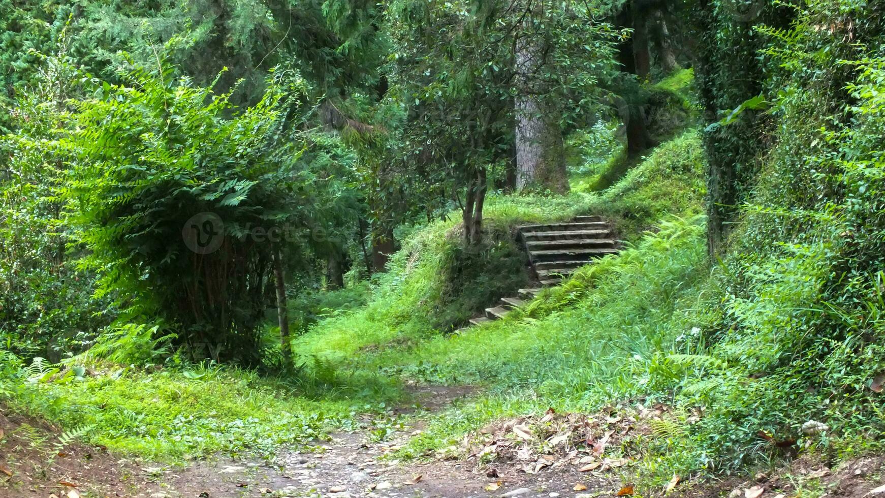 Batumi botanical garden with beautiful green tropical nature and wooden stairs in Batumi, Georgia. photo
