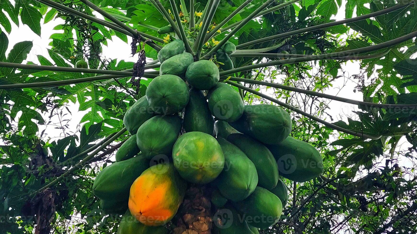 Papaya tree with ripe fruits and green leaves on the branches photo