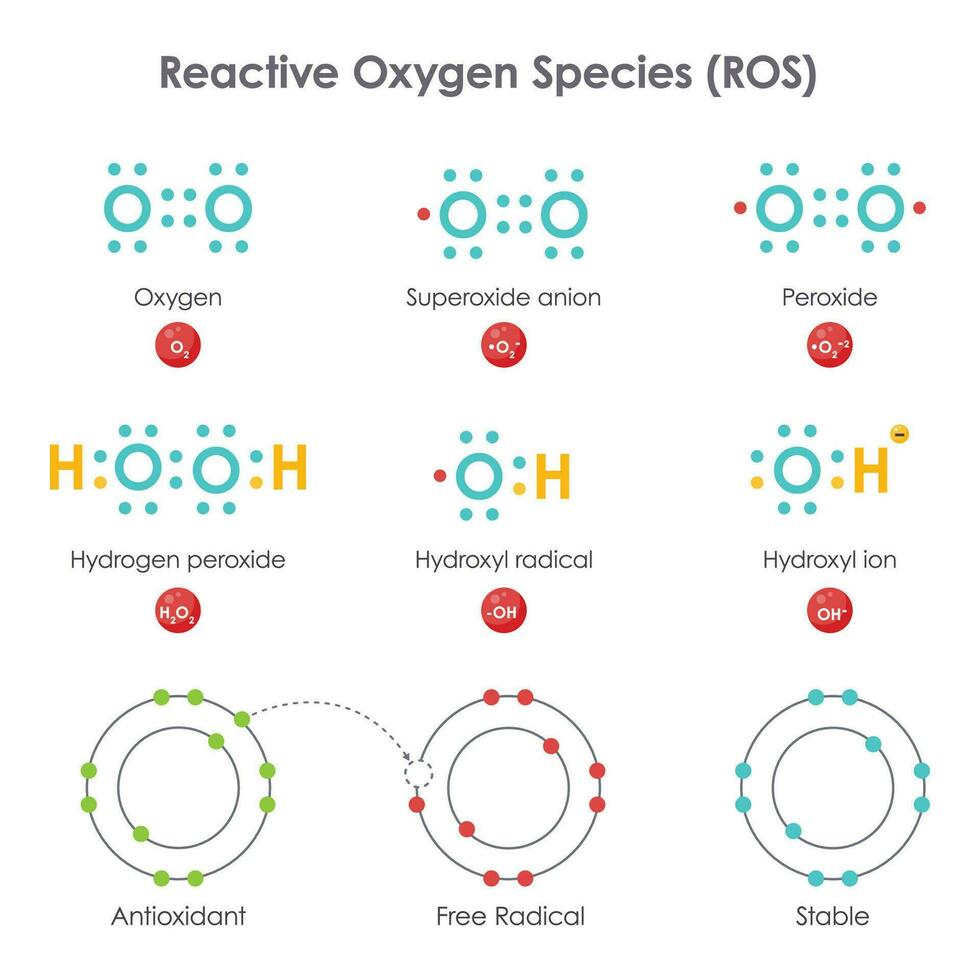 Reactive Oxygen Species ROS biochemistry vector illustration diagram