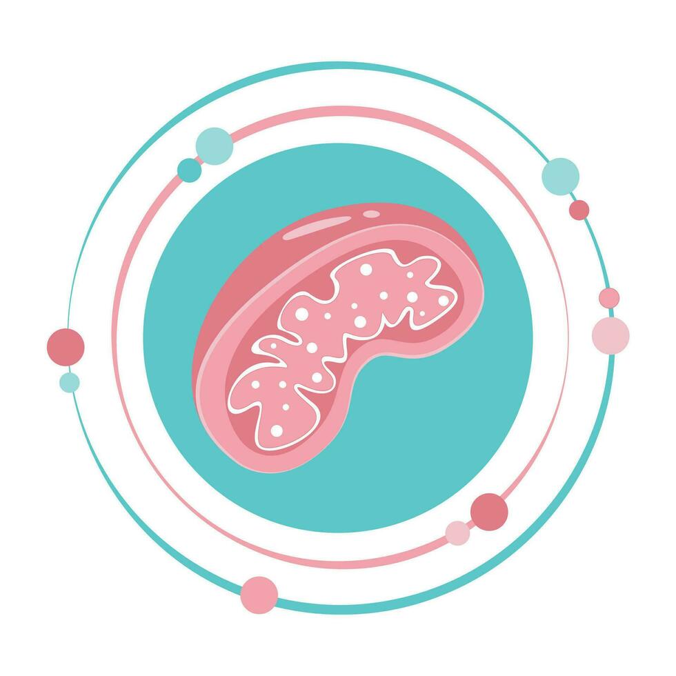 Isolated science vector illustration graphic symbol of a mitochondria organelle