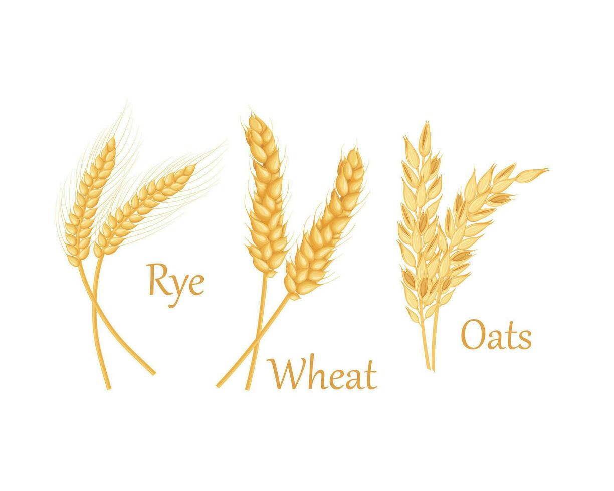 Wheat, oats and barley. Ears of cereal crops. Cereals set. Vector illustration